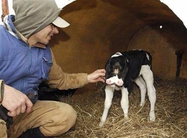 Foto - Bu hayvanların çok ilginç bir özelliği var!