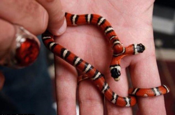 Foto - Bu hayvanların çok ilginç bir özelliği var!