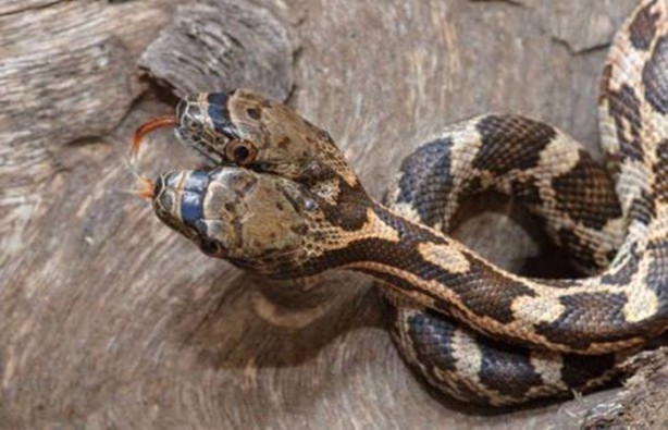 Foto - Bu hayvanların çok ilginç bir özelliği var!