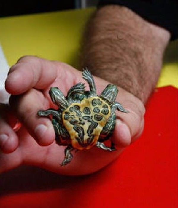 Foto - Bu hayvanların çok ilginç bir özelliği var!