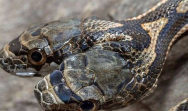 Foto - Bu hayvanların çok ilginç bir özelliği var!