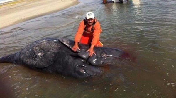 Foto - Bu hayvanların çok ilginç bir özelliği var!
