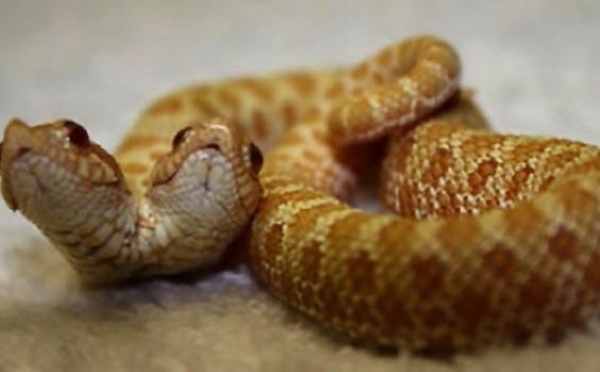 Foto - Bu hayvanların çok ilginç bir özelliği var!