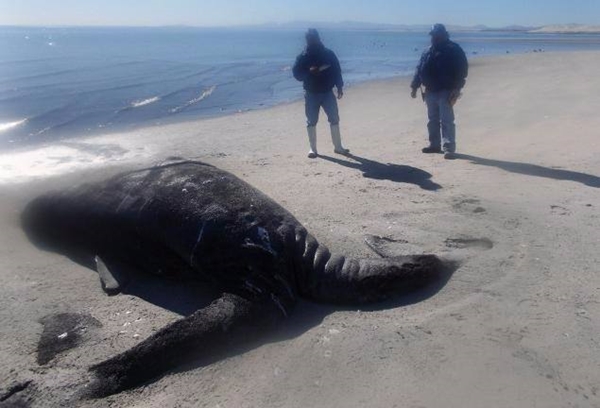Foto - Bu hayvanların çok ilginç bir özelliği var!