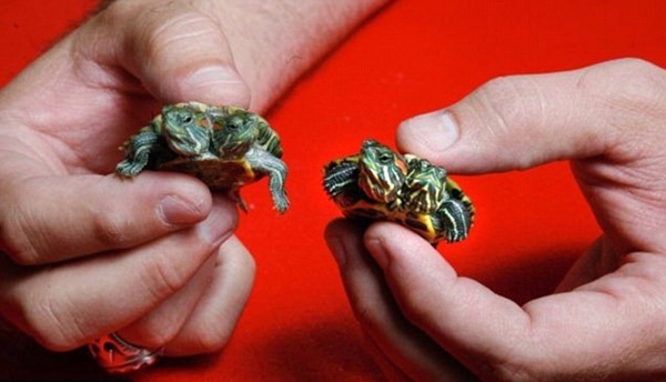 Foto - Bu hayvanların çok ilginç bir özelliği var!