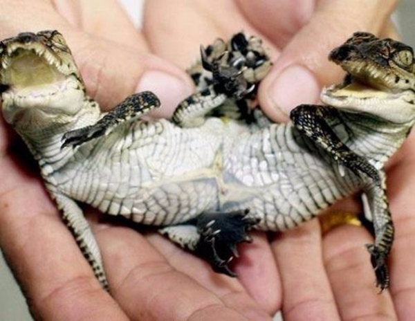 Foto - Bu hayvanların çok ilginç bir özelliği var!