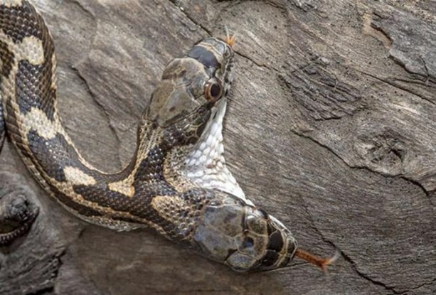 Foto - Bu hayvanların çok ilginç bir özelliği var!