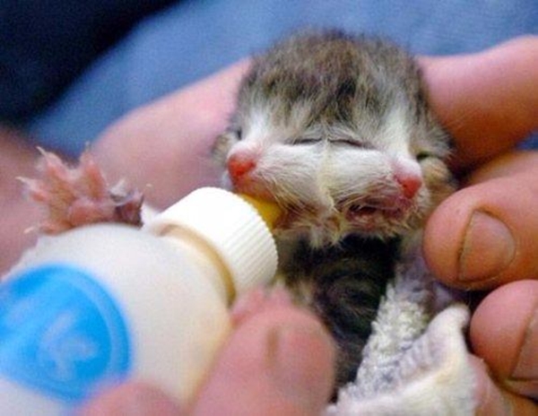 Foto - Bu hayvanların çok ilginç bir özelliği var!