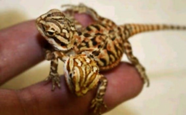 Foto - Bu hayvanların çok ilginç bir özelliği var!