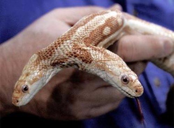 Foto - Bu hayvanların çok ilginç bir özelliği var!