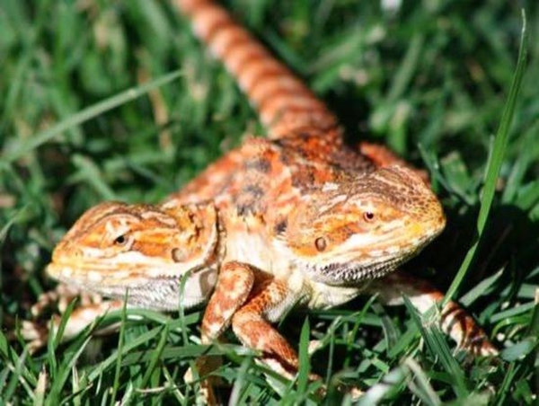 Foto - Bu hayvanların çok ilginç bir özelliği var!