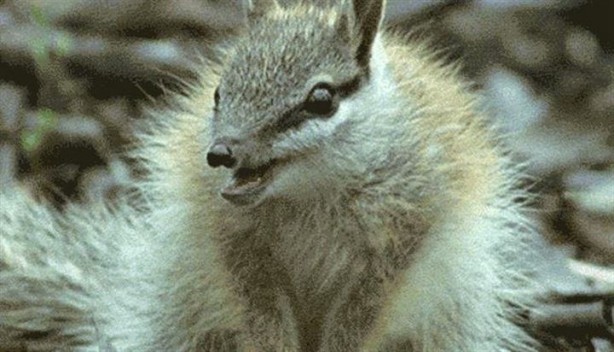 Foto - Bu hayvanların varlığından haberiniz bile yok!