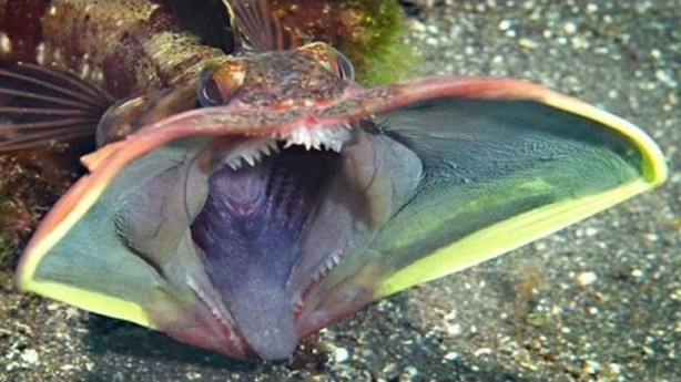 Foto - Bu hayvanların varlığından haberiniz bile yok!