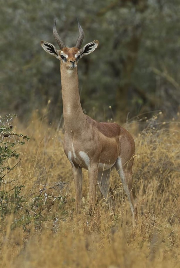 Foto - Bu hayvanların varlığından haberiniz bile yok!