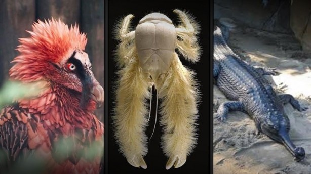 Bu hayvanların varlığından haberiniz bile yok!