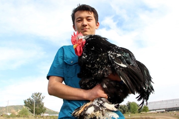 Foto - Bu horoz diğerlerinden oldukça farklı!