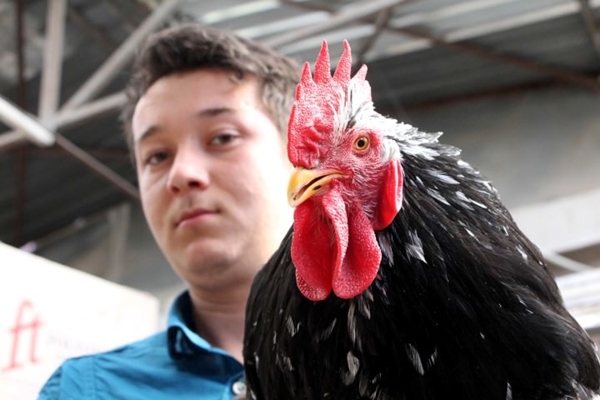 Foto - Bu horoz diğerlerinden oldukça farklı!