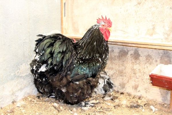 Foto - Bu horoz diğerlerinden oldukça farklı!