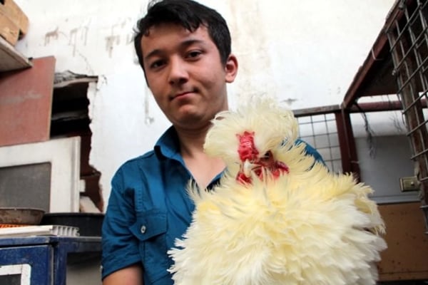 Foto - Bu horoz diğerlerinden oldukça farklı!