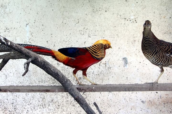 Foto - Bu horoz diğerlerinden oldukça farklı!
