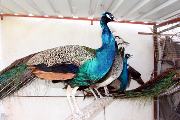 Foto - Bu horoz diğerlerinden oldukça farklı!