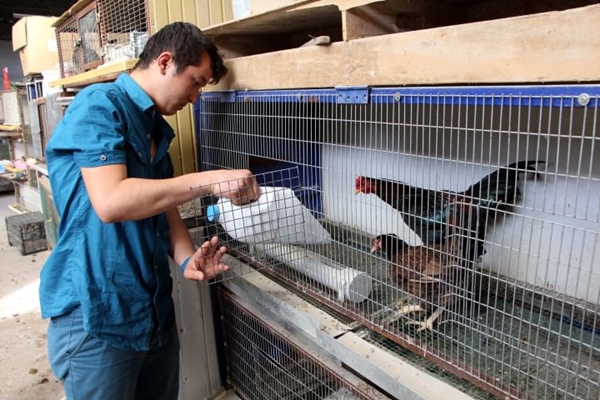 Foto - Bu horoz diğerlerinden oldukça farklı!