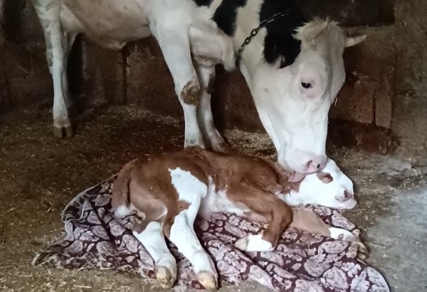 Foto - Bu iddia herkesi şaşırttı! Bakın deprem korkusu hayvanları nasıl etkiledi
