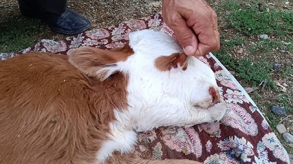 Foto - Bu iddia herkesi şaşırttı! Bakın deprem korkusu hayvanları nasıl etkiledi