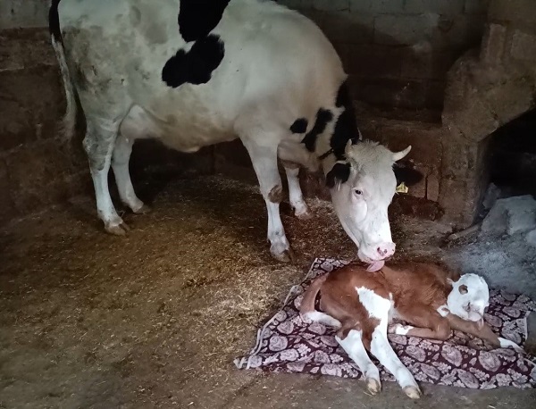 Foto - Bu iddia herkesi şaşırttı! Bakın deprem korkusu hayvanları nasıl etkiledi