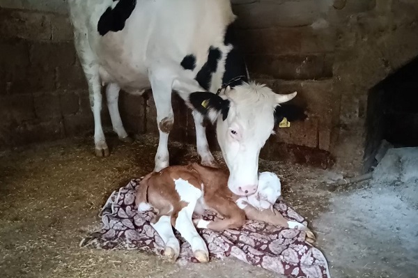 Foto - Bu iddia herkesi şaşırttı! Bakın deprem korkusu hayvanları nasıl etkiledi