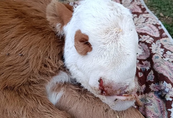 Foto - Bu iddia herkesi şaşırttı! Bakın deprem korkusu hayvanları nasıl etkiledi