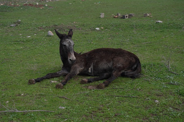 Foto - Bu ikilinin dostluğu yürekleri ısıttı
