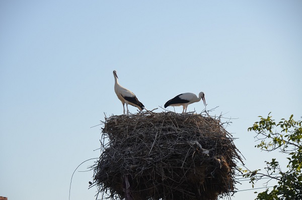 Foto - Bu ilçeyi leylekler mesken tuttu