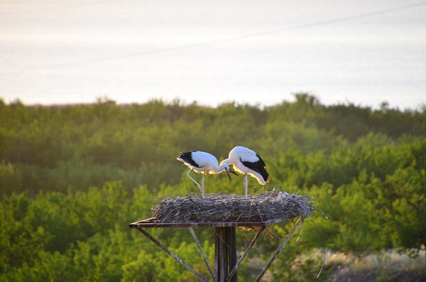 Foto - Bu ilçeyi leylekler mesken tuttu
