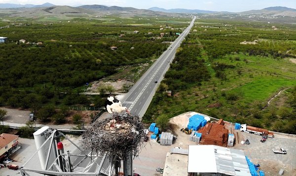 Foto - Bu ilçeyi leylekler mesken tuttu