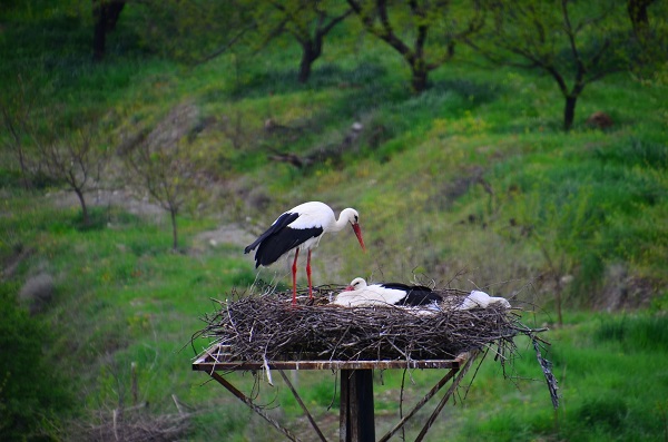 Foto - Bu ilçeyi leylekler mesken tuttu