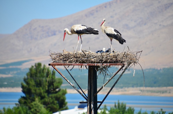 Foto - Bu ilçeyi leylekler mesken tuttu