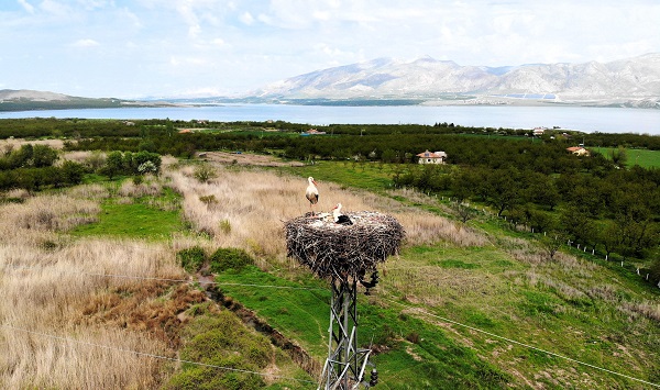 Foto - Bu ilçeyi leylekler mesken tuttu