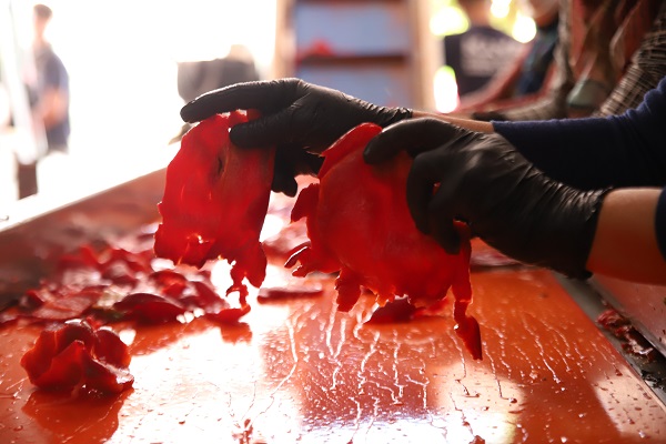 Foto - Bu ilde kadınlar ekmeklerini acıdan çıkarıyor