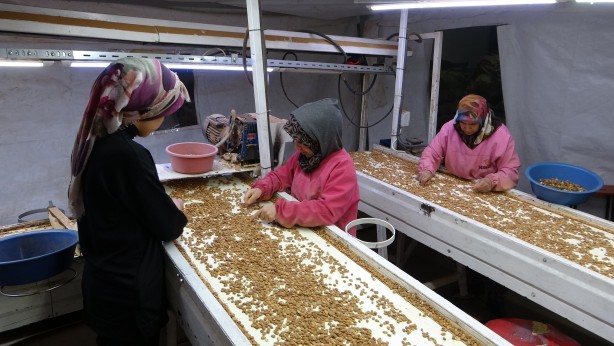 Foto - Bu ilimizin rakibi yok! Türkiye’de üretiliyor tüm Avrupa alıyor