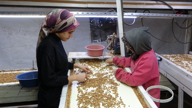 Bu ilimizin rakibi yok! Türkiye’de üretiliyor tüm Avrupa alıyor