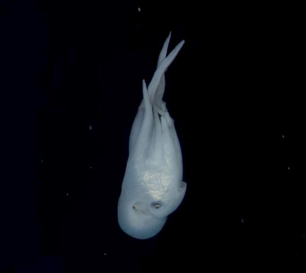 Foto - Ama bu imkansız! Bütün dünya şaşkın! Az kalsın küçük dilini yutuyordu