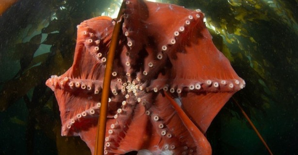 Foto - Ama bu imkansız! Bütün dünya şaşkın! Az kalsın küçük dilini yutuyordu