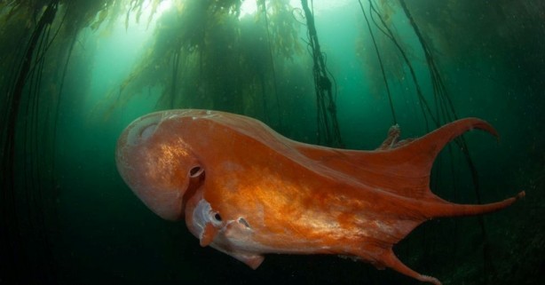 Foto - Ama bu imkansız! Bütün dünya şaşkın! Az kalsın küçük dilini yutuyordu