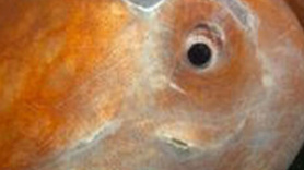 Ama bu imkansız! Bütün dünya şaşkın! Az kalsın küçük dilini yutuyordu