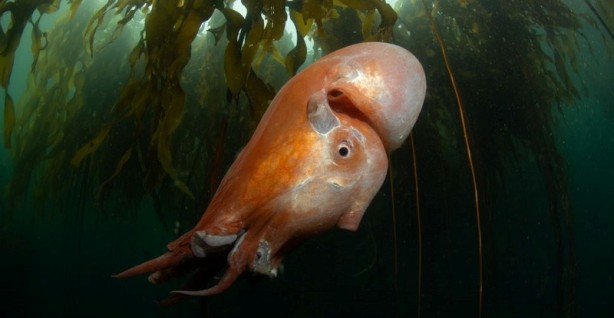 Foto - Ama bu imkansız! Bütün dünya şaşkın! Az kalsın küçük dilini yutuyordu