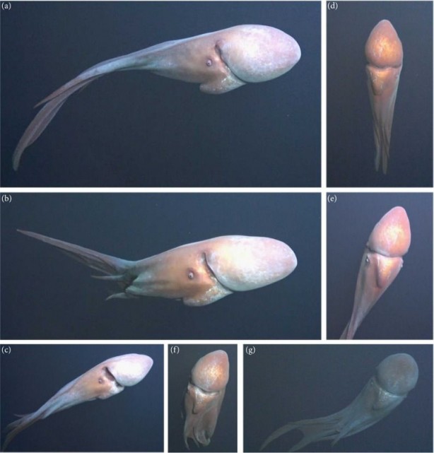 Foto - Ama bu imkansız! Bütün dünya şaşkın! Az kalsın küçük dilini yutuyordu