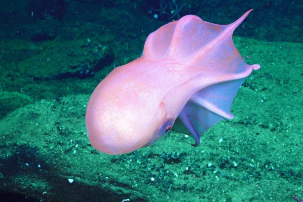 Foto - Ama bu imkansız! Bütün dünya şaşkın! Az kalsın küçük dilini yutuyordu