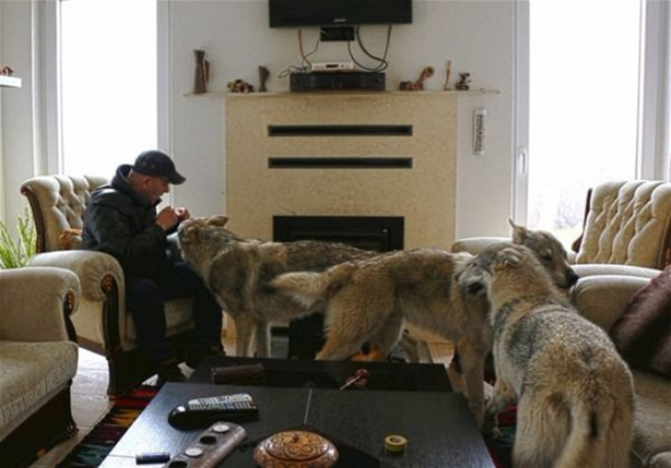 Foto - Çılgın aile kurtlarla yaşıyor!