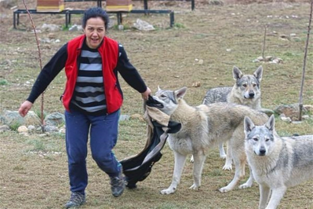 Foto - Çılgın aile kurtlarla yaşıyor!